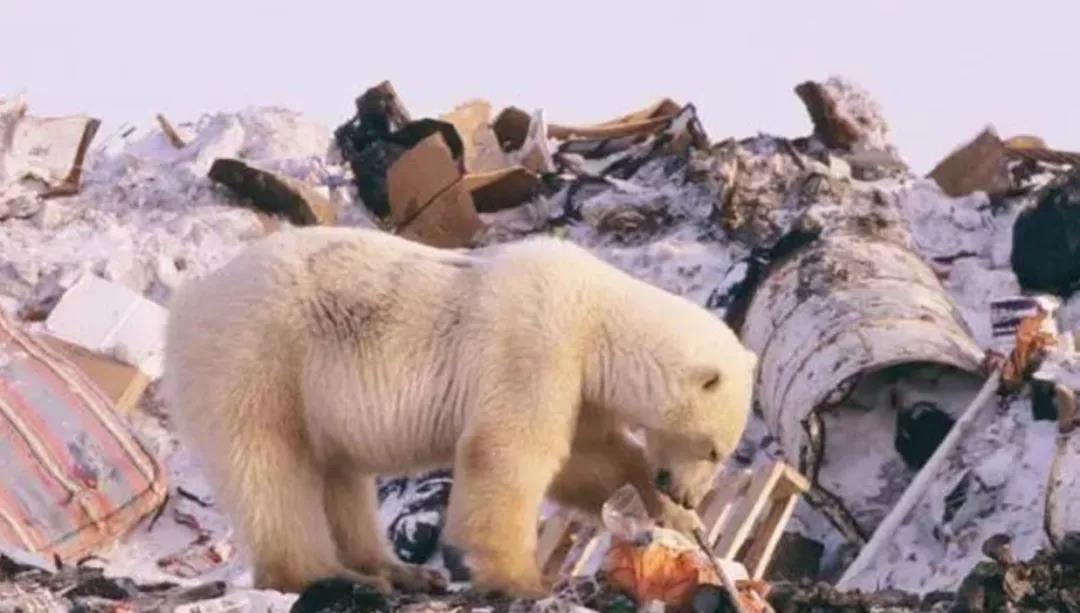 北极宣布告急，北极熊即将成为传说？